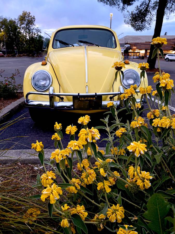 Volkswagen-Beetle-1963-1