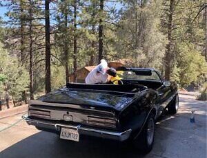 Pontiac-Firebird-Convertible-Cabriolet-1967-Black-Black-120701-6